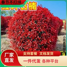 һlt~ʯ骘tʯͥԺԵԾGhGľ