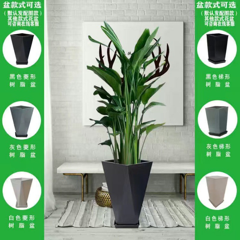 블랙 [다이아몬드 레진 분지] 컬러 옵션과는