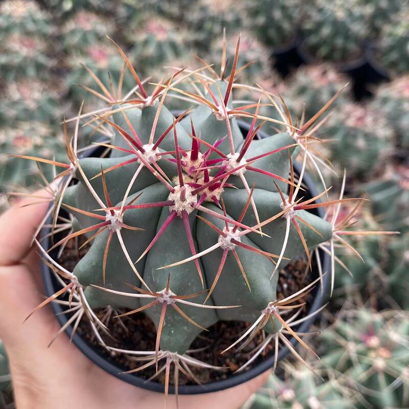 大仙人球コレクション、鉢植えの開花仙人掌、多肉植物、星兜瑞昌玉、玉龍鳳玉、玉翁|undefined
