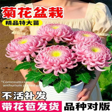 �ջ����������_���ܾGֲ���ļ�ǧ�^�վ����辰���͏d�Gֲ���B