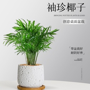 ����Ҭ�������҃Ȼ��ܾGֲ�͏d�����o��ֲ����B�����՚��ļ�����