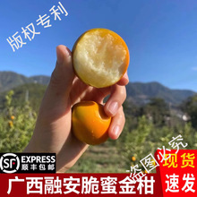 广西融安（脆蜜金柑）第三代大果脆蜜金桔纯甜顺丰包邮