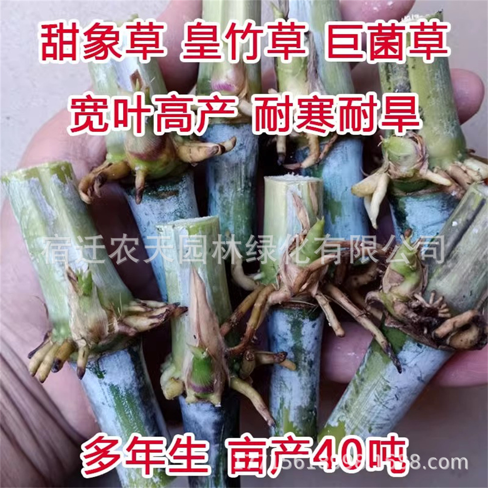甜象草3号种节无毛皇竹草种子种巨菌草四季多年生牧草耐寒冻不死
