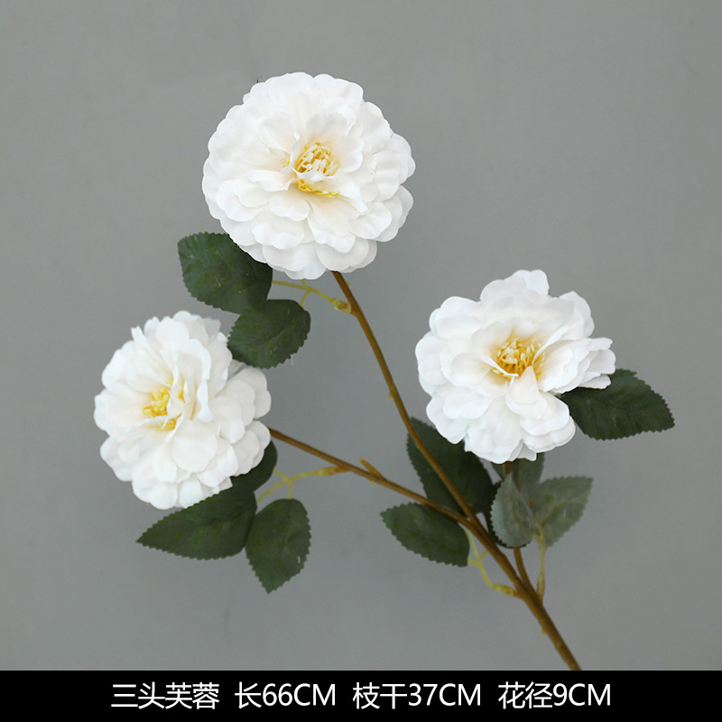 Three -headed hibiscus