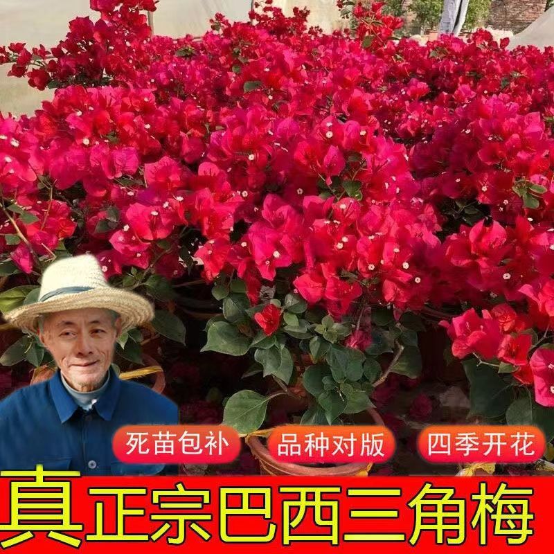 垂丝飘枝勤花耐寒老桩塔三角梅粉三角梅花满天星福建基地直发室外