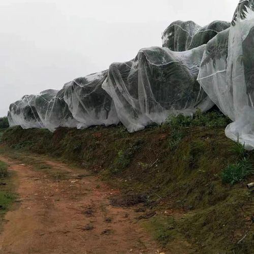 宜豪美牌跨境热卖加厚加密40目防虫网大白菜防虫网罩束口防鸟网