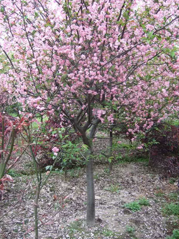 База питания плач Бегония Сяошань базы прямых продаж различных озеленение проекта деревьев