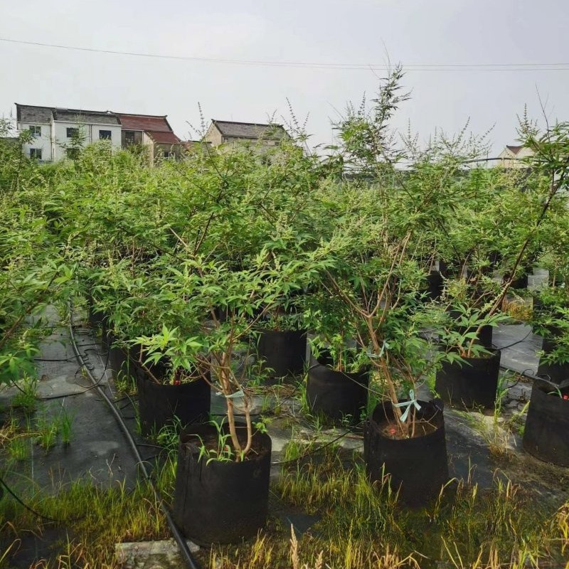 穗花牡荆 (6).jpg