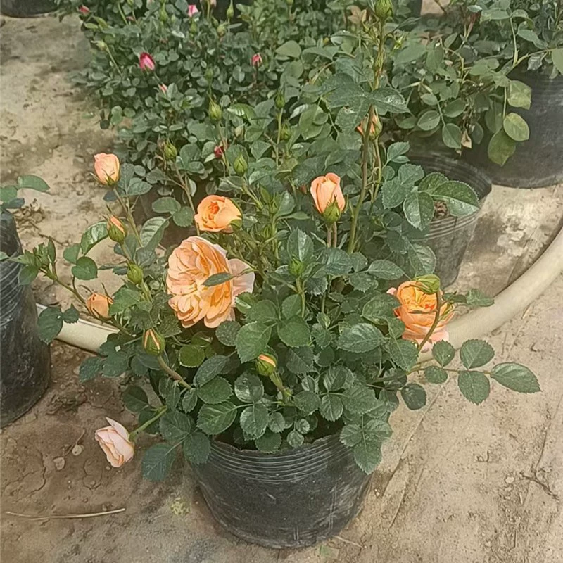 Розовые саженцы цветут в любое время года с бутонами, очень крупные цветочные вьющиеся саженцы, комнатные и уличные розы в горшках на балконе.