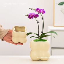 �����մɱ��W���ö��⻨�������L�����m�m�����С̖�Gֲ�辰���L