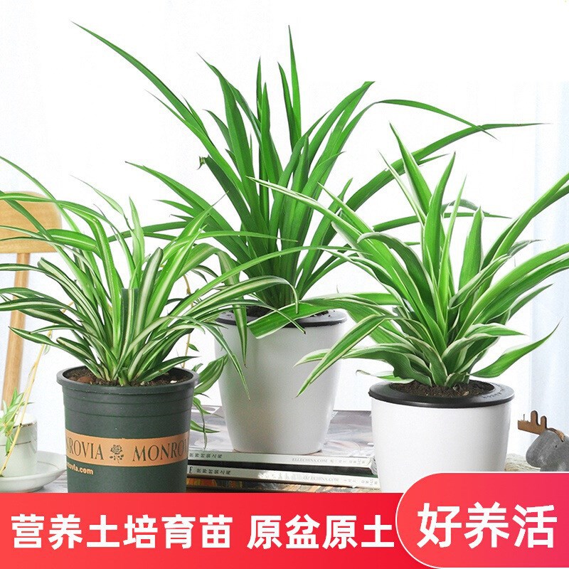 金边金心吊兰植物室内好养盆栽花卉四季常绿可水养水培绿植好养活