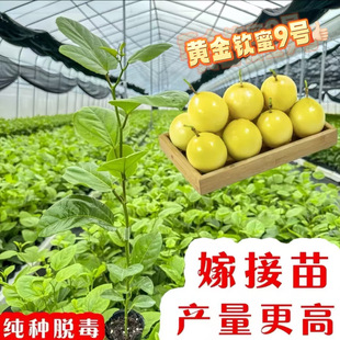 ����J��9̖�S����������޽������ٮ����ļ��Y���̨���Ԏ���