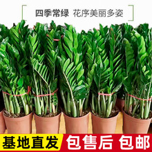 盆栽植物室内客厅大盆办公室绿植盆栽大棵钱串子盆景大