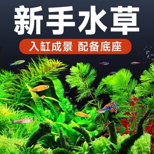 Fish tank landscaping water grass set lump grass roots and stems developed aquatic plants living water grass real grass wholesale