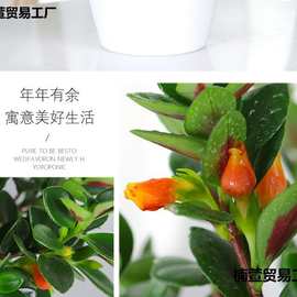 金鱼吊兰盆栽四季观花植物金鱼花室内客厅观花植物豆瓣绿四季常青