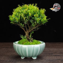 Ceramic bonsai pots, square planters, succulent purple sand flower pots, unique gardening containers for home use—perfect for desktops and balconies.