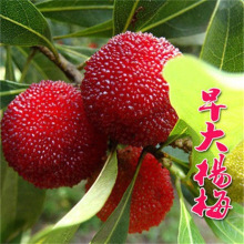 ÷|ݩjˮ̿ϱNֲԗ÷Y