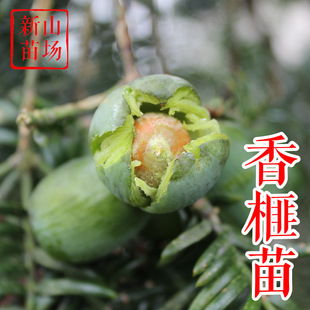 香榧苗 芝麻榧细榧象牙榧给授粉雄榧木榧实生工程树苗产区基地-阿里巴巴