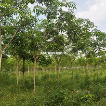 黄花梨种子正宗海南黄花梨树种子 黄檀树种籽 花梨木降香木香红木