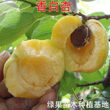 香白杏苗 杏子树苗 大香白杏树苗 嫁接早熟大杏子苗南北方种植
