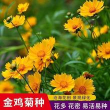 金鸡菊花种子四季播花坛庭院地栽鲜花陆地盆栽植物耐寒种子大全