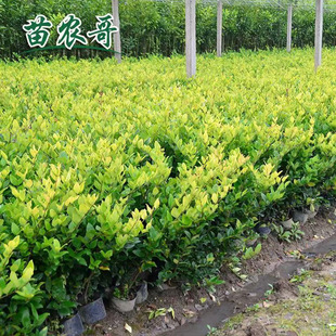 Jinsen Ligustrum Saplings Are Evergreen All Year Round, Outdoor Courtyard House Community Hedge Seedlings, Road Greening, Cold-Resistant and Non-Deciduous