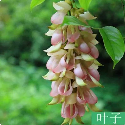 Вьющиеся виноградные вьющиеся растения/вечнозеленые конопляные виноградные цветы Рассада/Рассада цветов Воробьев/золотисто-желтый цветок конопляная лоза рассада цветение