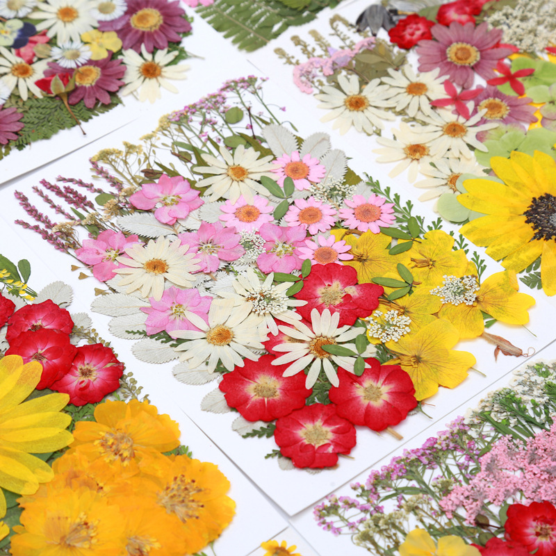 Dried Flower Embossing Cross-border Special for DIY Jewelry Plant Specimen Photo Frame Hand Account Sticker Children's Handmade Group Building Activities