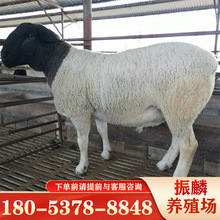 杜泊绵羊羊羔报价黑头杜泊绵羊养殖场 黑山羊养殖场