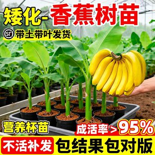 �����㽶����Ž��۽����Ե����ͺ��㽶���Ϸ������ļ�ͥԺ������