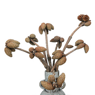 �ɹ���֦�U�ɹ��ɻ�diy���� ��Ϙ������ɹ��}�Q���b���Ȼ������