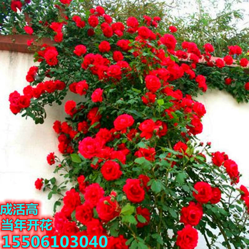 Оптовая продажа саженцев цветов розы ротанга вьющиеся розы ротанга многосезонные Цветы Роза ароматное садовое растение арка цветок стена