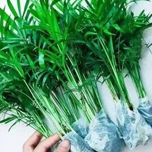 ����Ҭ������ɢβ���Pβ��Gֲ�҃ȿ͏dˮ����ֲ���ļ������״��