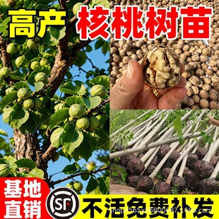 ���Ҙ��籡Ƥ�ش�Ƥ���Ҙ��m��Ʒ�N���ϱ����ļ��Nֲ����Y����