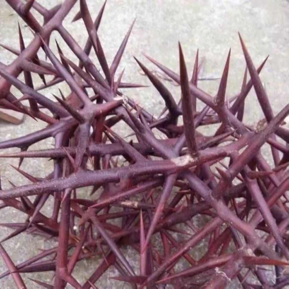 Dried Gleditsia Thorn Slices Zao Jiao Ci 500g Traditional Chinese Herbal Decoction Pieces in use