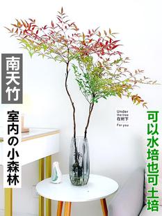 Hydroponic Plant Nandina Potted Water-Raised Indoor Rich Bamboo Green Plant Hanging Bell Horse Drunken Wood Easy to Grow Flower Bonsai