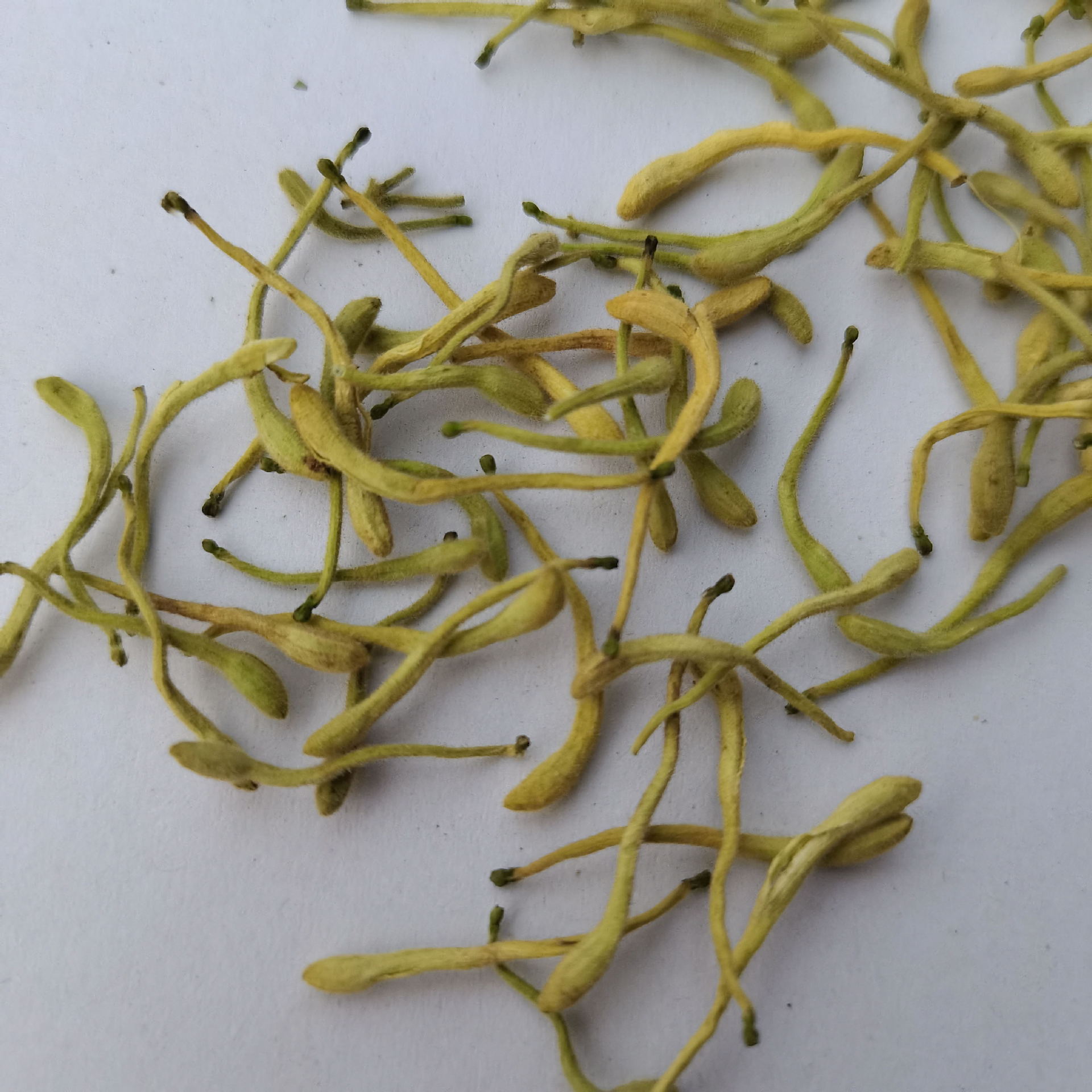 Bulk wholesale honeysuckle tea 500g new goods green gold honeysuckle dry without foam herbal tea, bulk purchase preferred