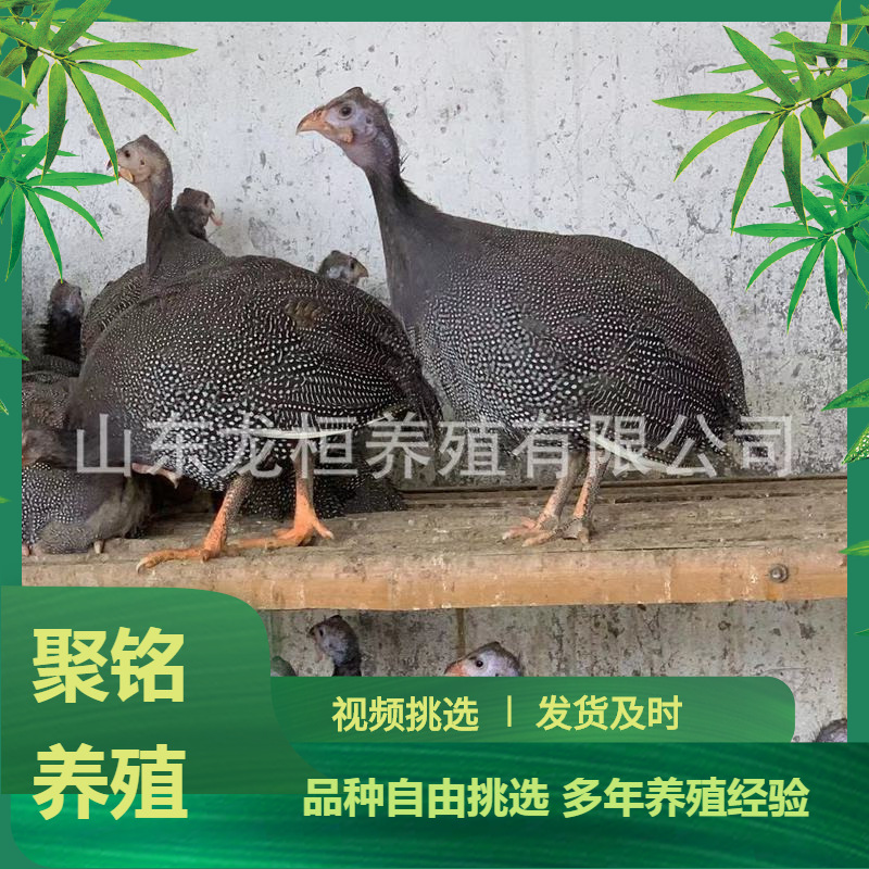 山东养殖场出售珍珠鸡活体鸡苗  脱温鸡苗青年鸡大量现货