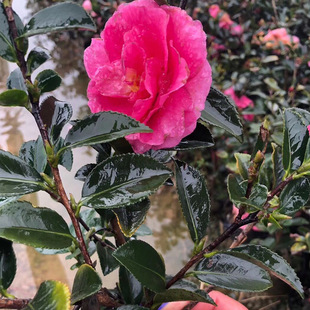 Balcony Landscaping Camellia Seedlings Potted Ground Planting Camellia Bonsai Cold-Resistant Plants Blooming Florals in the Same Year Courtyard Greening
