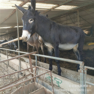 ��h���������HСë�H�Bֳ3-6������ĥ���H��r�� ������؛���T