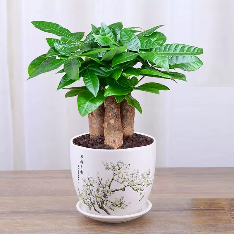 花卉植物室内花发财树盆栽小盆景小发财树单好养花苗客厅绿植好看