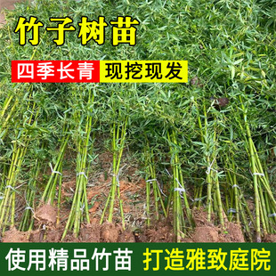 Bamboo Seedlings Courtyard Outdoor Courtyard Wall Plants Northern Ornamental Potted Purple Green Bamboo Golden Bamboo Luohan Bamboo All Year Round Green Plants