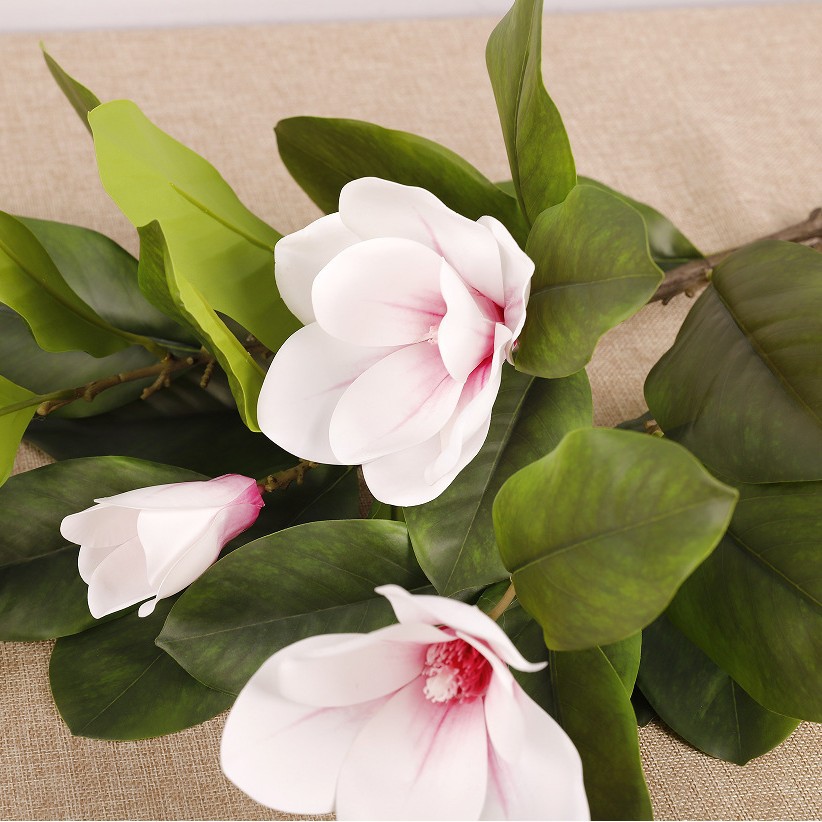 큰 가지 목련 [화이트 핑크]