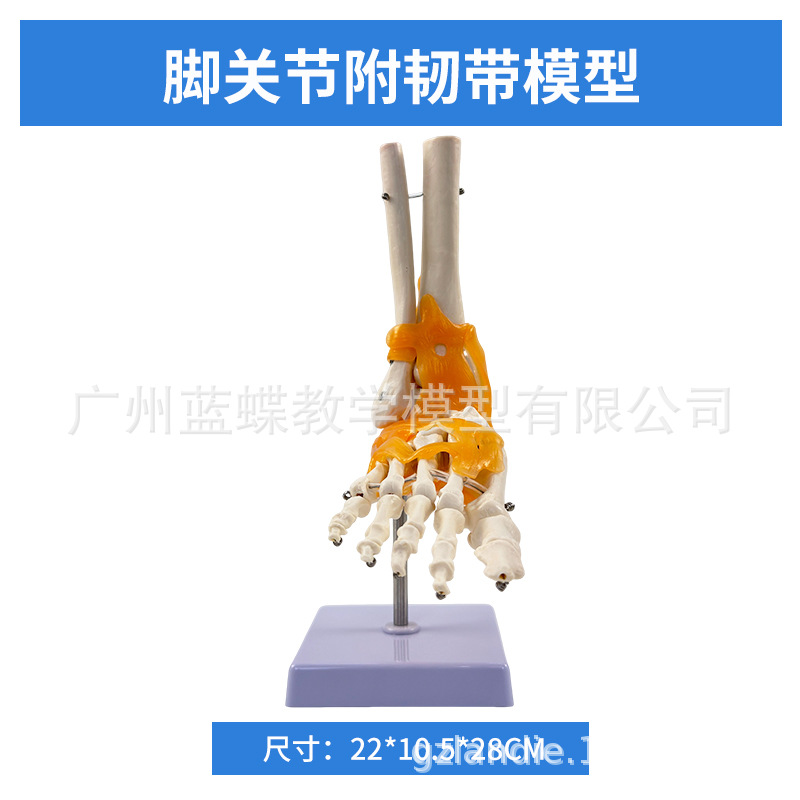 ��ѧ��������ؽڹ�����������׹Ǽ�ϥ�ؽ��ŹǿƸ��ʹ�ҽѧģ��