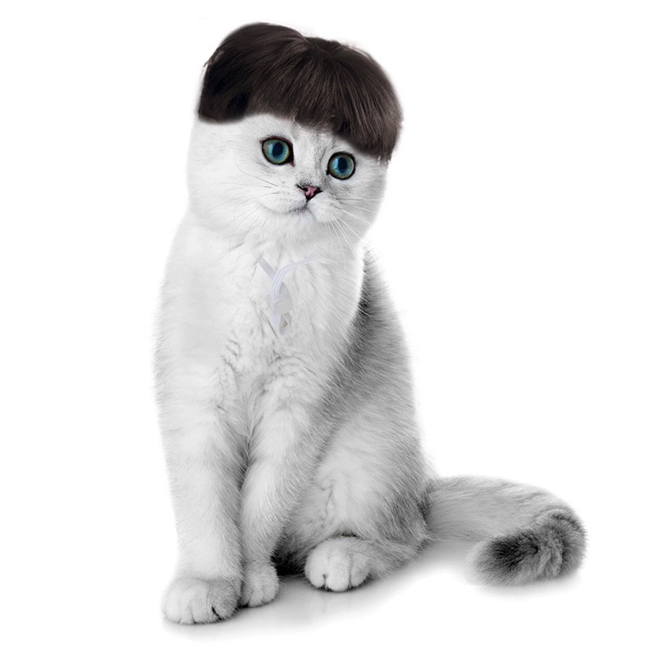 Кошачий костюм с челкой, парик с дифференциальной челкой, короткий парик, головной убор, праздничное платье, оптовая продажа за границу.
