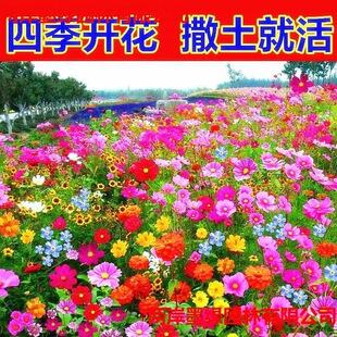 ���l�����l�廨�����^���컨�N�Ӱ��ղݲ�˹�ո�ɣ�����u�շN��