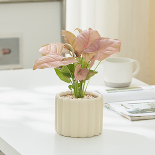 Pink Lady, Fruit Taro, Colorful Leaf Taro, Potted Green Plants, Pink Lovers Desktop Indoor Flowers, Easy to Maintain, Beautiful