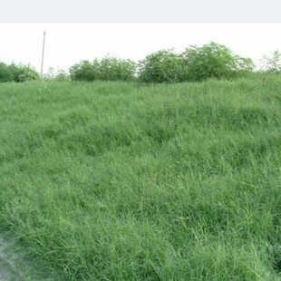 �ͺ��͟��F���ݲݷN�����ļ��R�����ײ��N�͸��ݲ��Ѳ����ò��ļ�