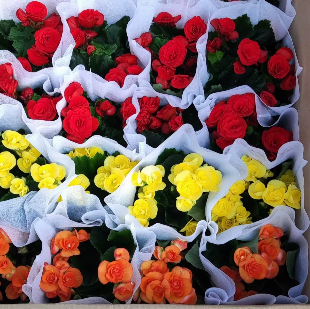 2401 садоводческая база оптовая поставка Liger Begonia 20-30cm Декоративные цветы Весенний фестиваль