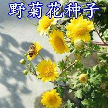 Ұ�ջ��N����Ұ���N��ɢ�b����С��ș�ÿ�ʳ�þջ��N�������